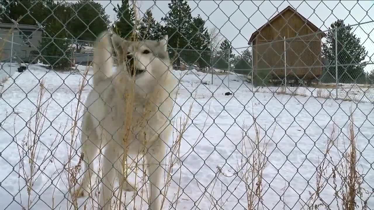 Front Range voters cancels out wishes of West Slope with gray wolf vote