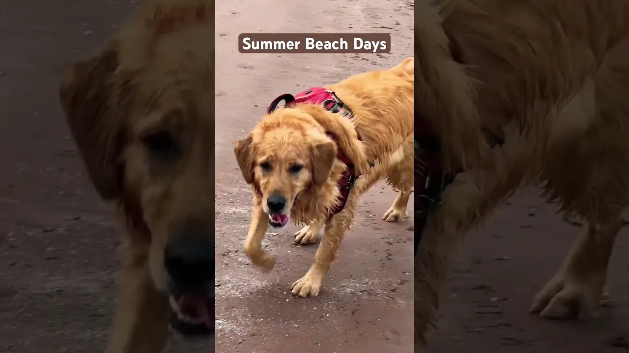 #summer #beach days with our #goldenretriever in #pei