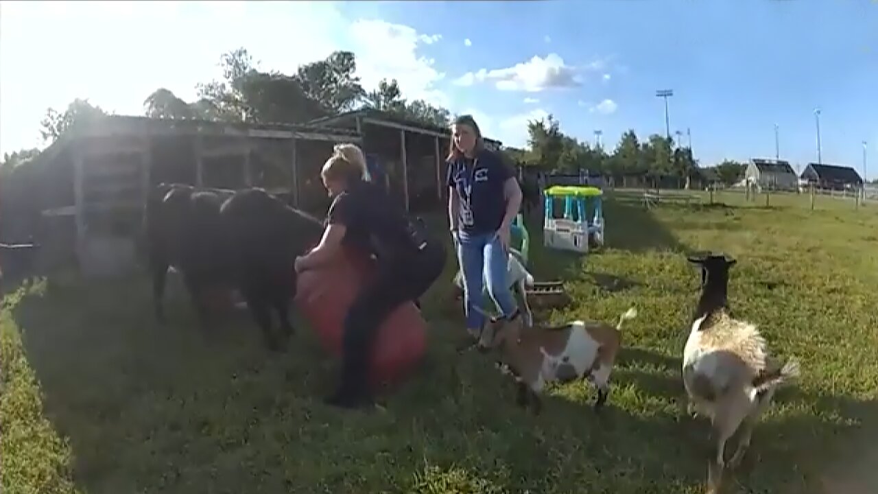 Police rescue trapped cow from a barrel