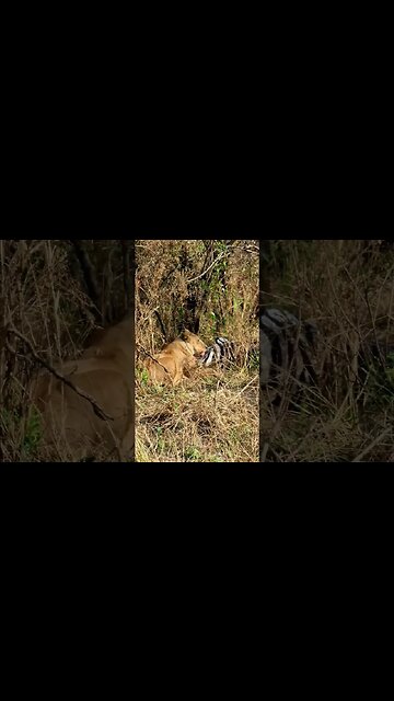 Lioness Eats A Zebra #shorts | #ShortsAfrica