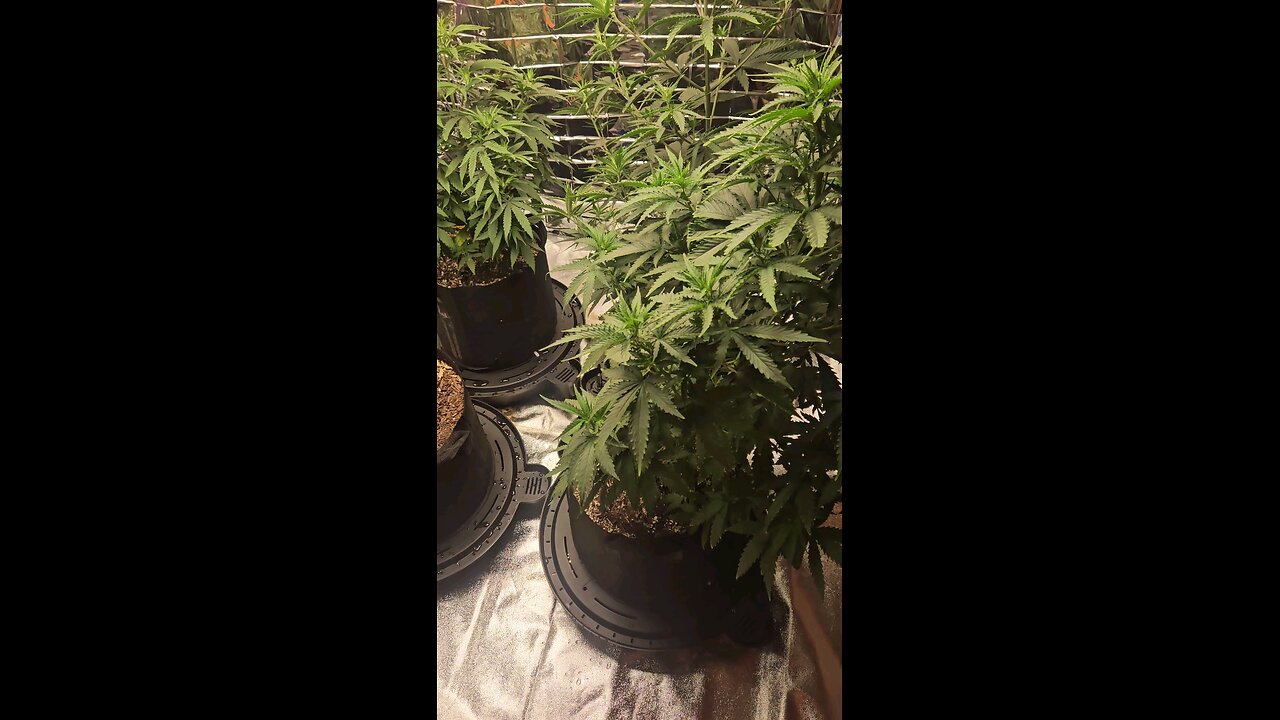 Another week another peek