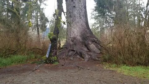 Largest Spruce Tree on the Planet, Rainforest, Washington State