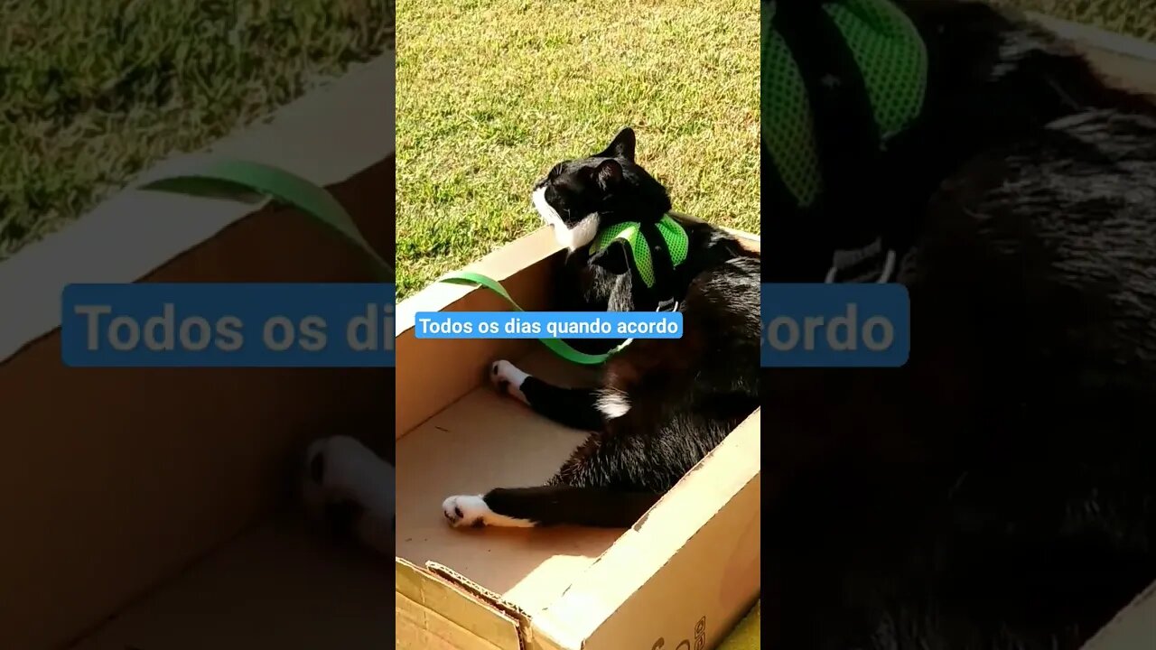 Gato Bartolomeu Tunico 😸