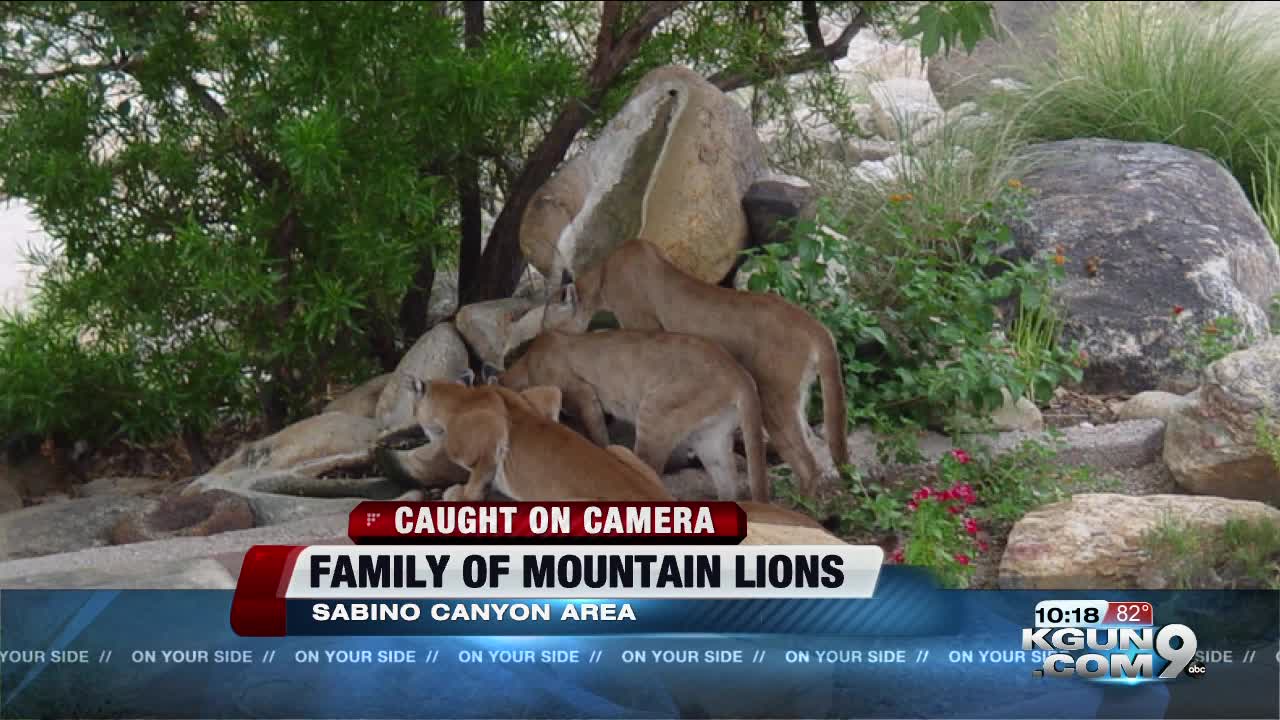 Mountain lion sighting drinking water