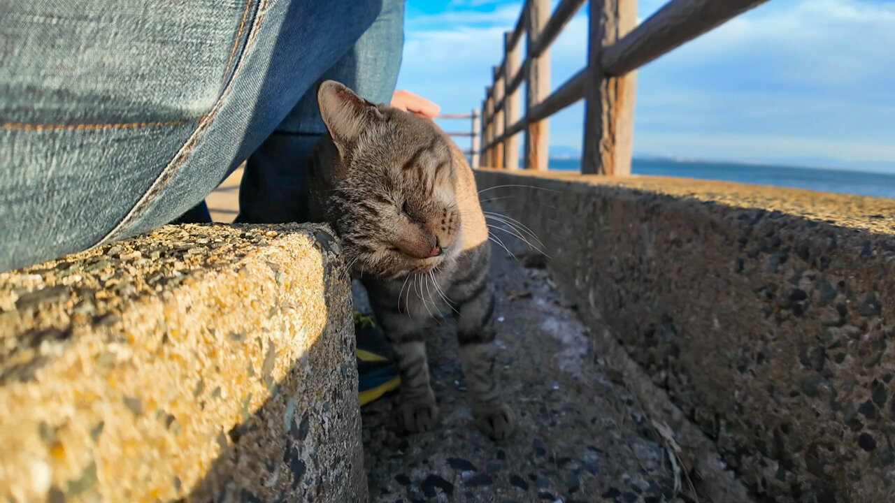 The cat that guards the seaside shrine is friendly