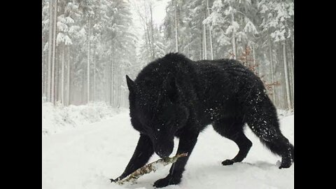 Two Largest Wolf ever caught on tape