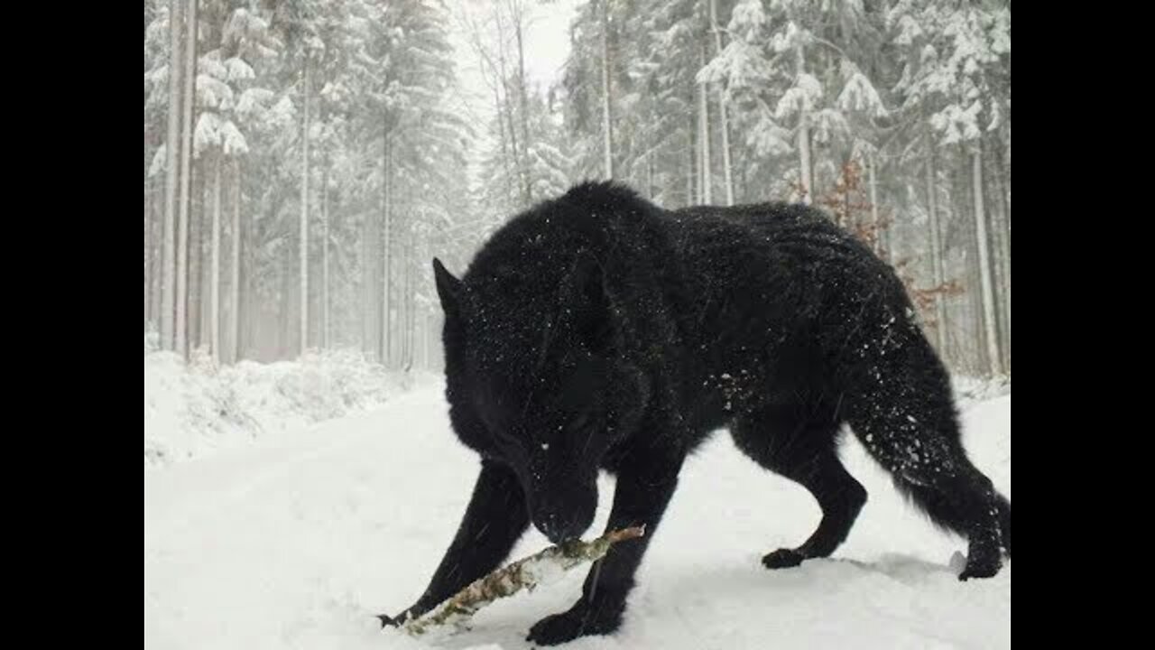 Two Largest Wolf ever caught on tape