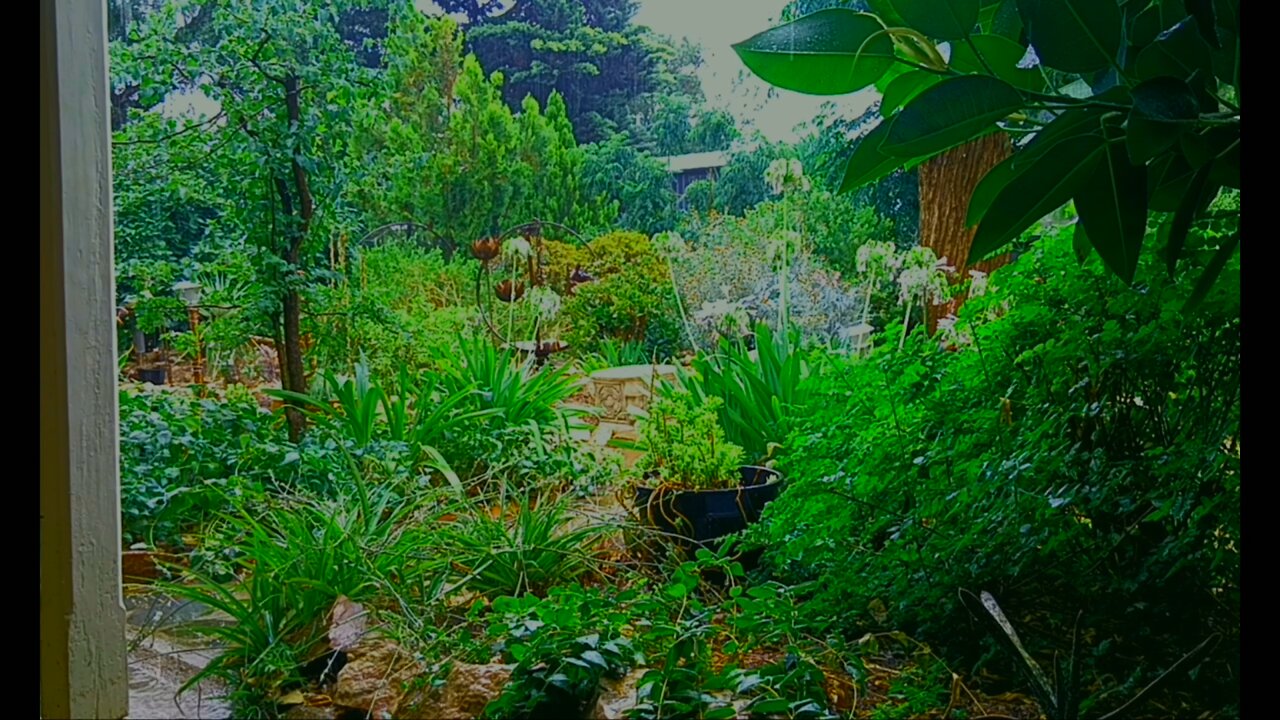 Summer Storm in an Australian Garden.