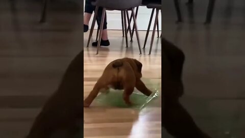 Cachorrinho Trapalhão Fazendo Bagunça #shorts