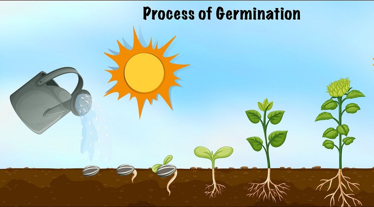 Do You Know Germination of Seed