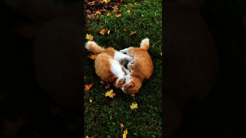 Cat Playing In The Garden Together