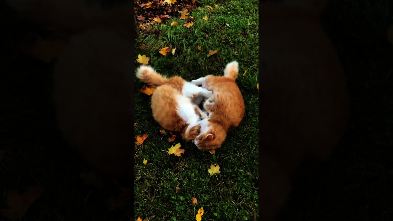 Cat Playing In The Garden Together