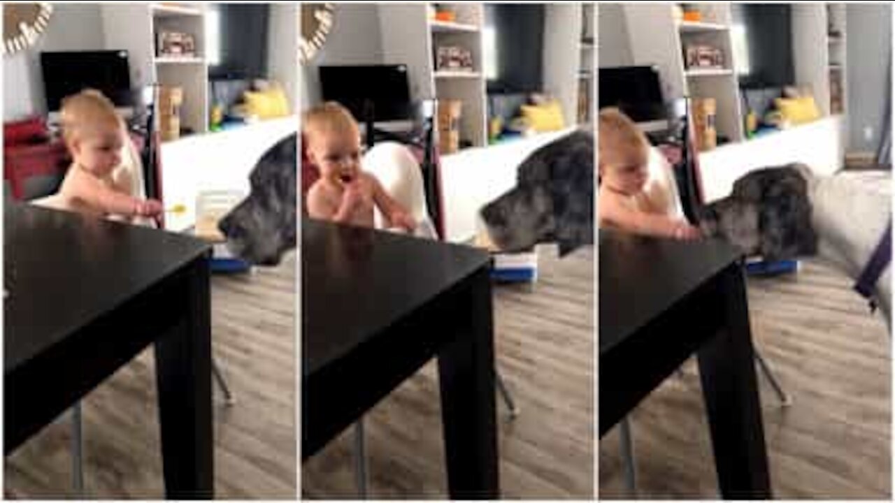 Cane e bimbo condividono il lecca lecca