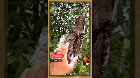 এটা কী পাখি জানেন? / #স্পন্দন #fact #shortsviral #amazingfact #sciencefacts #birdlife #viral