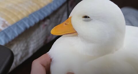 A duck that feels good because Dad scratched his stomach