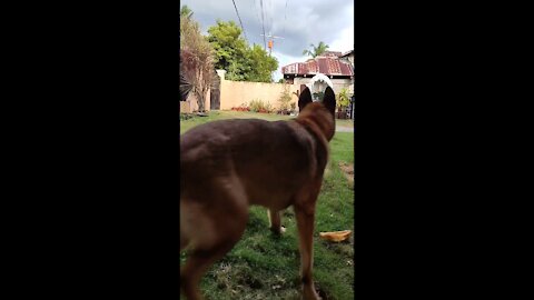 attentive Belgian dog