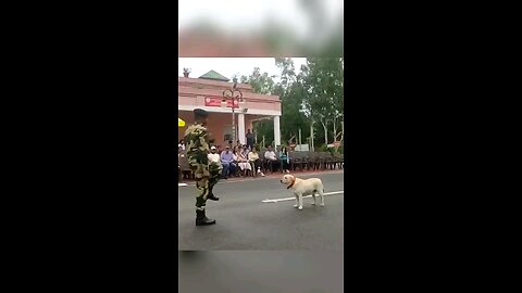 dog pared with indian army 💜 ❤️ jammu kasmir respect