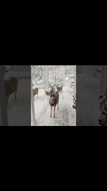 Soft Peaceful Instrumental Christmas Jazz Music #shorts