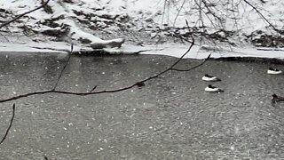 American Mergansers Humber River