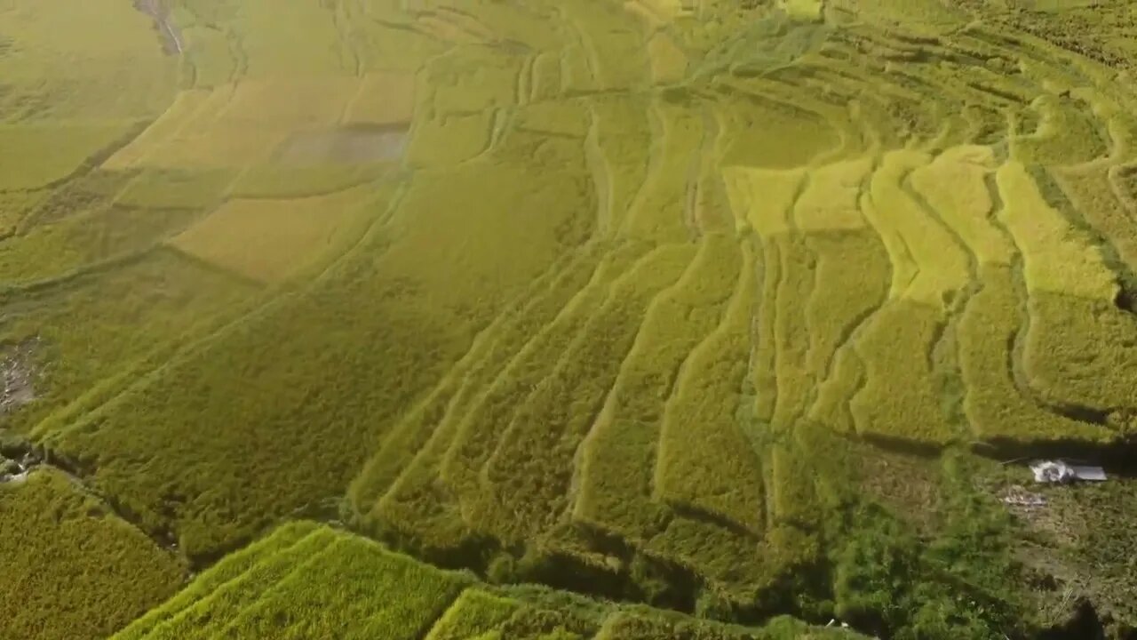 Ariel View Rice Harvest in Lalitpur Nepal | BEAUTIFUL TERRACE | Watch in 4K - "Nepal TODAY"