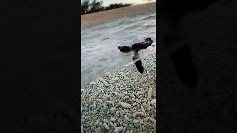 Baby sea turtle in Australia takes first swim