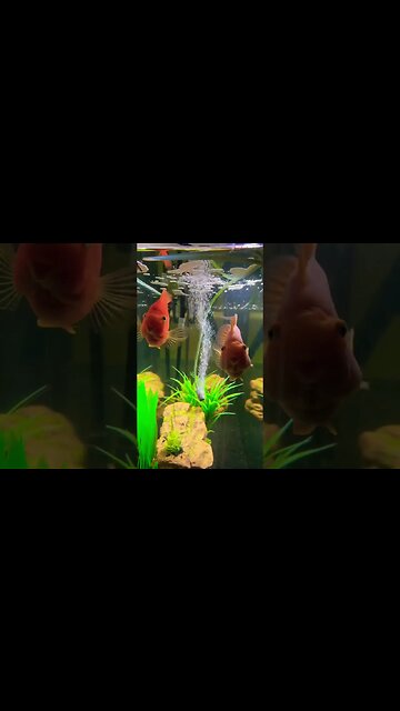 Blood-Red Parrot Fish 🐠#cichlid #aquarium