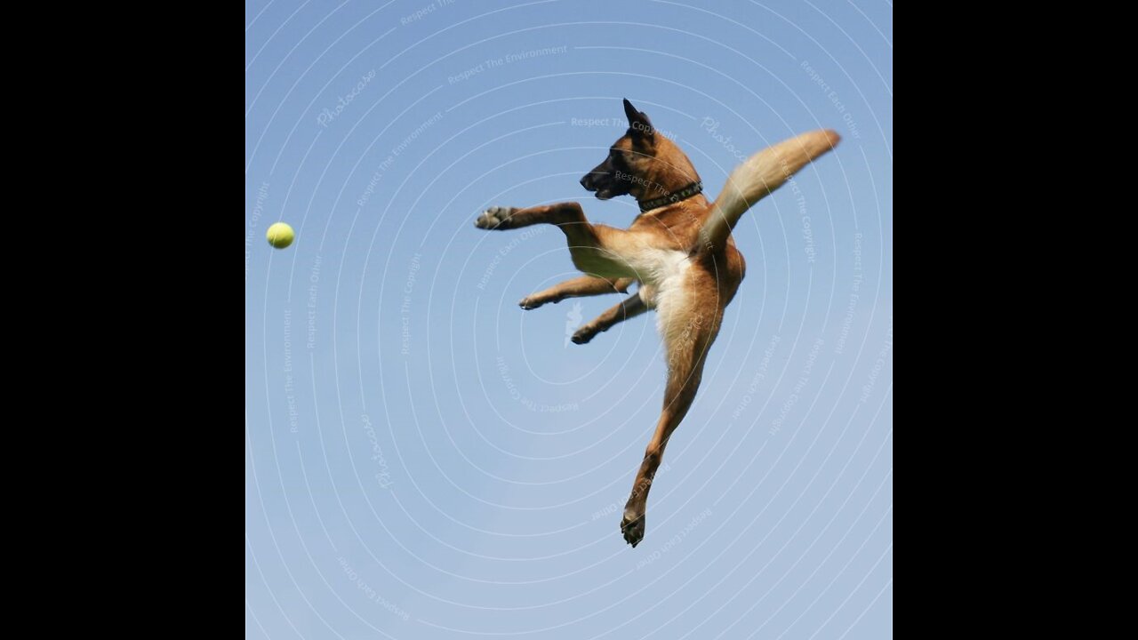 Dogs That Fly - Malinois & Alsatian Dogs Show Their Jumping Agility #Shorts