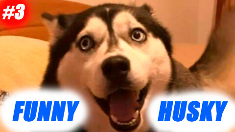 Funny Siberian Husky #3