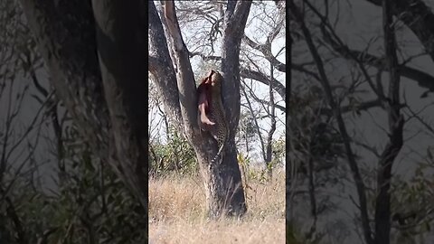 Leopard Brings Prey into Tree to Escape Hyenas #shorts #short