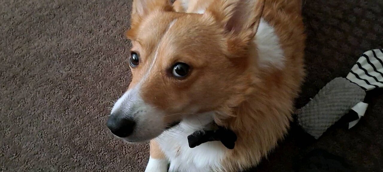 Corgi test shoot