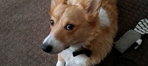 Corgi test shoot