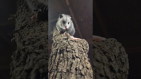 Scary Opossum Hunts It's Prey!🐀