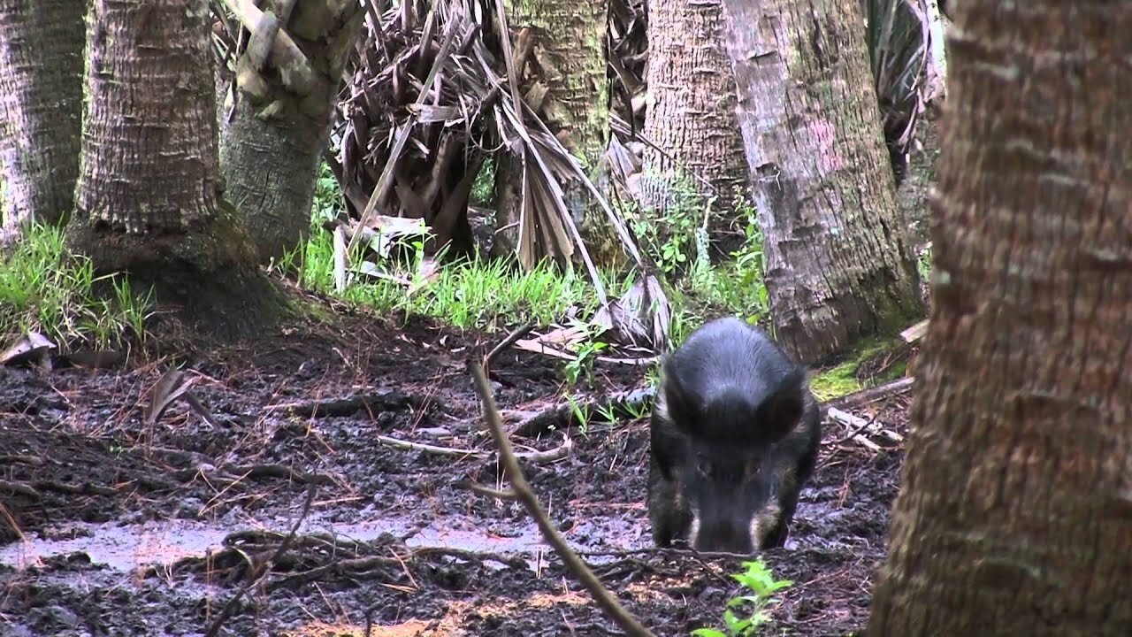 Boar Bow Kill Florida Swamp