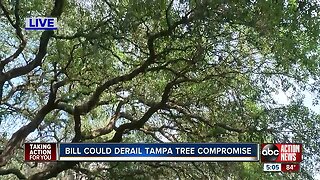 Tampa's tree ordinance could be wiped out by state law