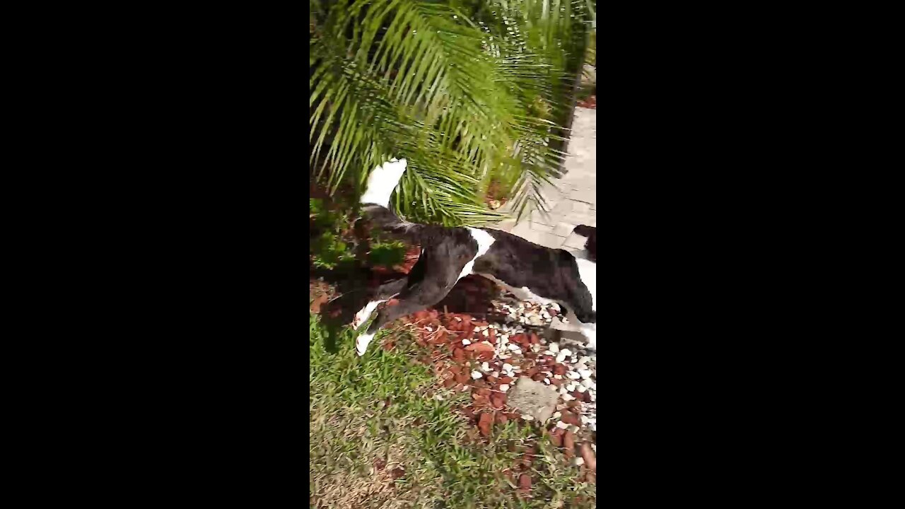 Luna the Sheepadoodle still doesn't want to bring back the ball.