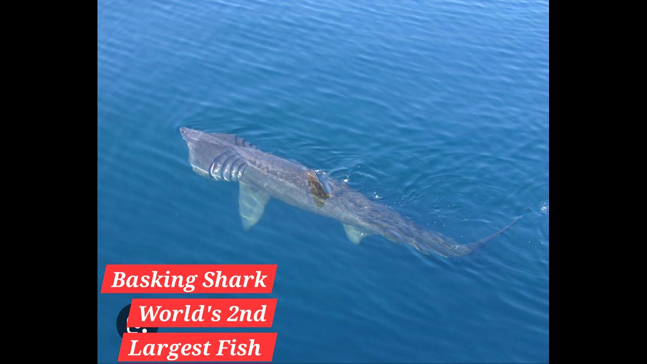 Basking Shark !!! 2nd Largest Fish !!!