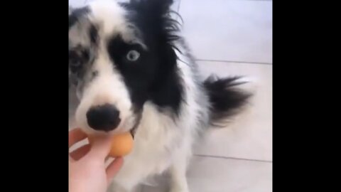 Funny dog video