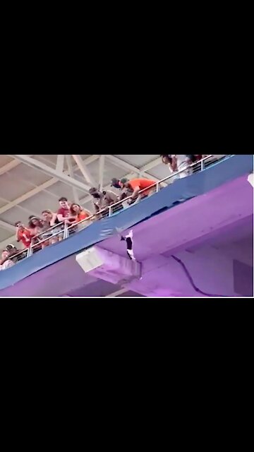 Quick-thinking fans save falling cat at Miami football game