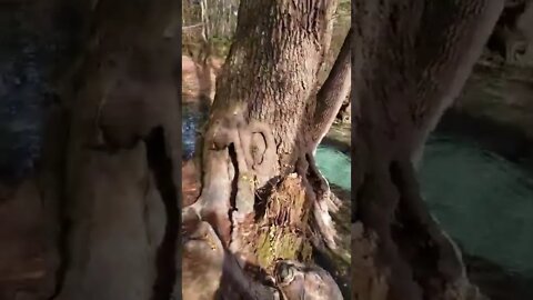 Daily Exploring Tiktok floridaspring