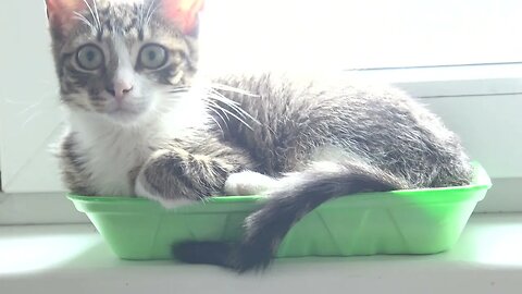 Baby Cat Loves Sleeping in His Tray