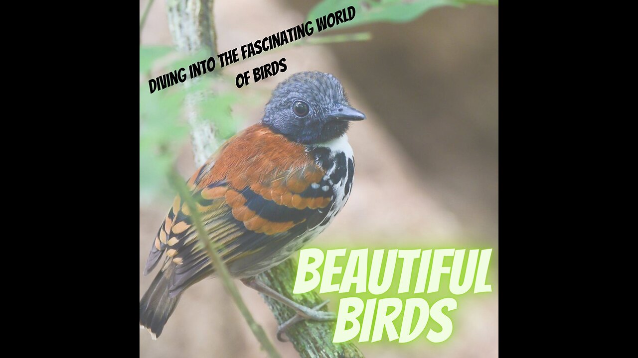 Diving Into Fascinating World of Beautiful Birds