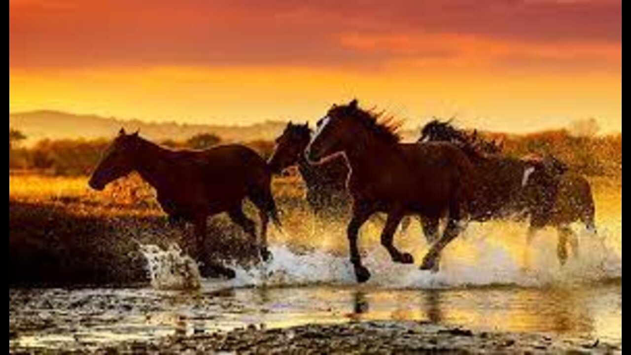 If you visit this beach in July, you will see majestic creatures swimming proudly