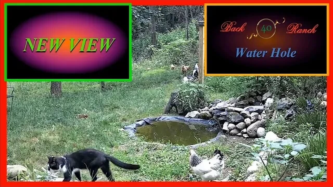 New camera view at the water hole!