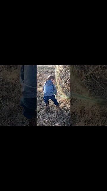 He’s a hard workin’ wildman! #cattle #farmlife #farm #ranch #ranchlife #hay #cowboy #feedingcattle