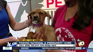 10News Pet of the Week: National