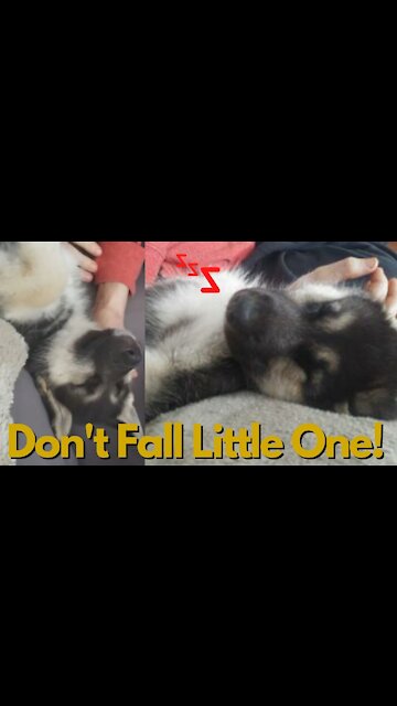 🐕‍🦺💤Sleeping Puppy Almost Falls Off Couch💤🐕‍🦺