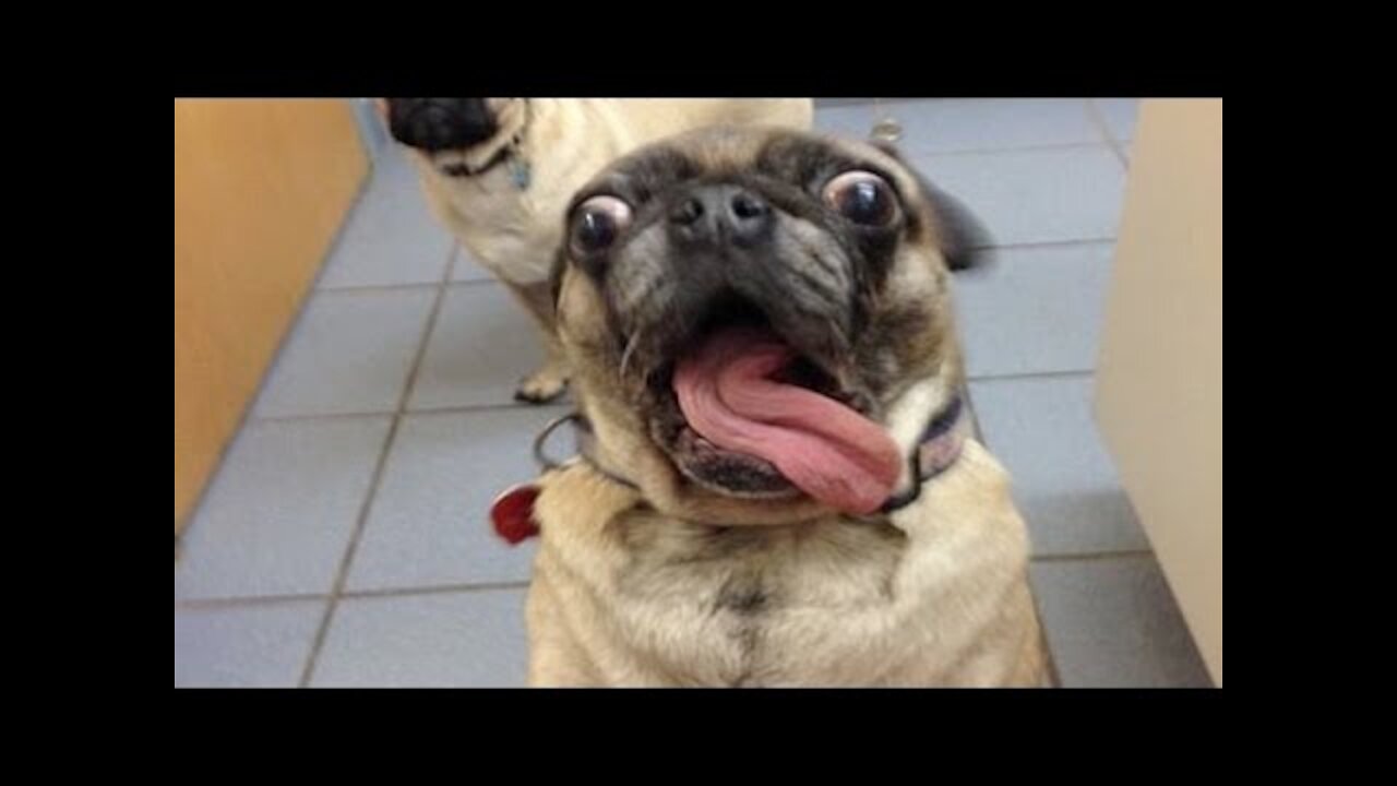 Hilarious Pets and Animal Moments (VERY FUNNY)