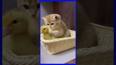 cat funny video