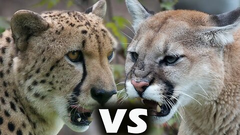 WHO WOULD WIN THE COMBAT? PUMA VS. CHEETAH -HD