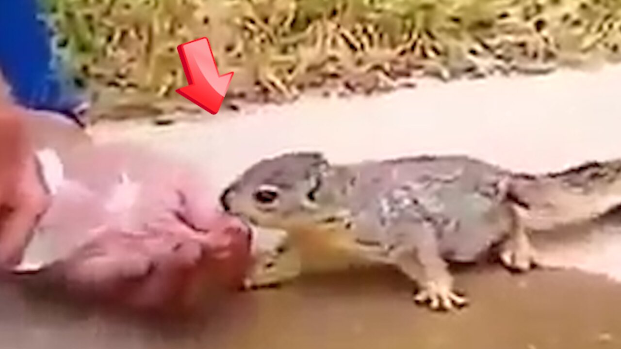 A man gave water to a squirrel and the squirrel was happy